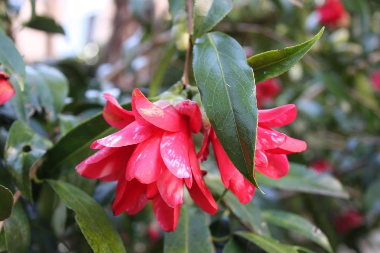 La Camelia D'Oro Apartman Oggebio Kültér fotó