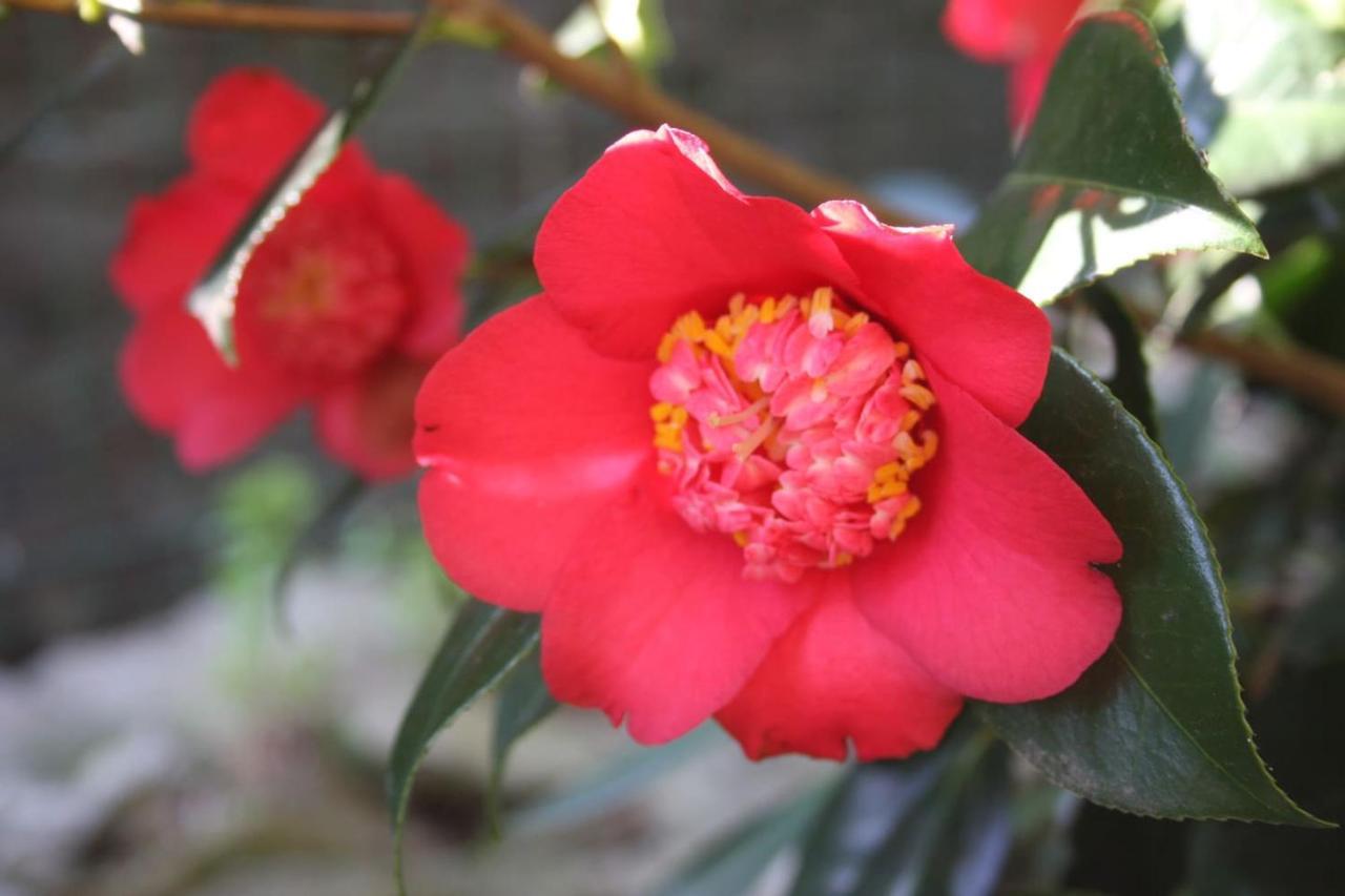 La Camelia D'Oro Apartman Oggebio Kültér fotó