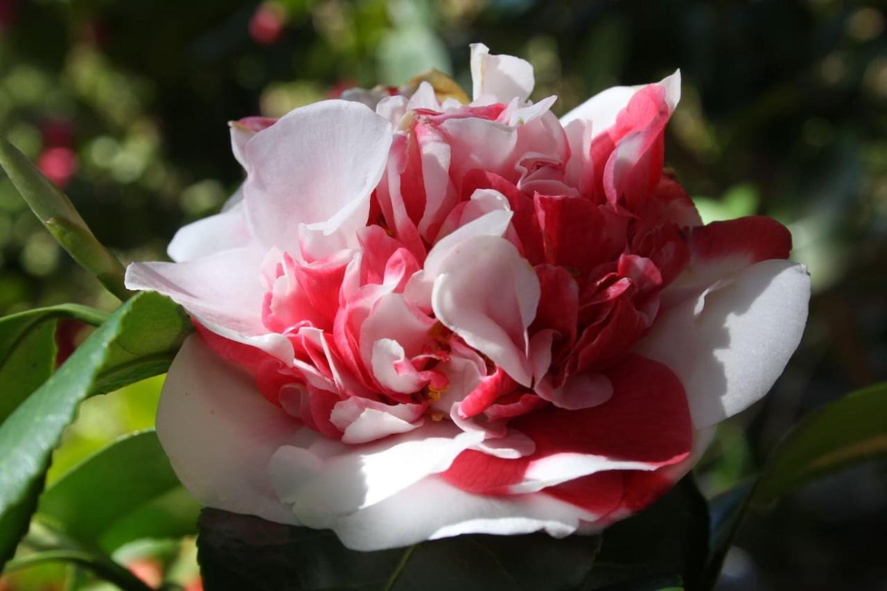 La Camelia D'Oro Apartman Oggebio Kültér fotó