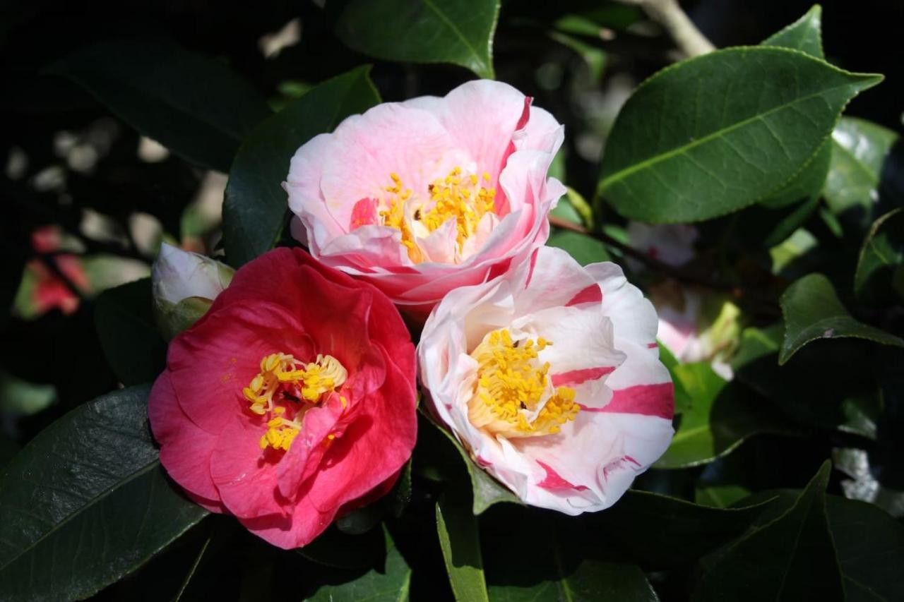 La Camelia D'Oro Apartman Oggebio Kültér fotó