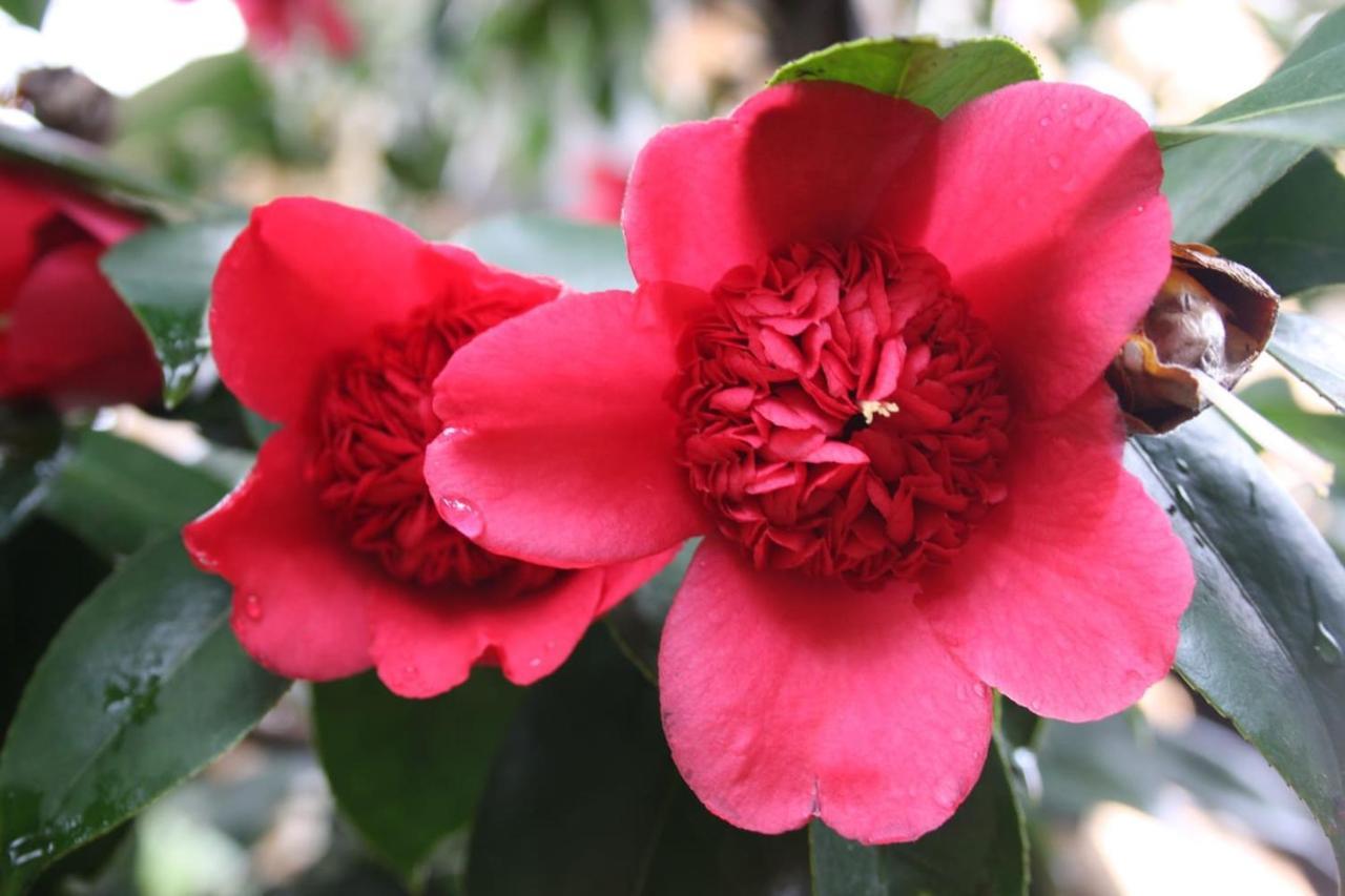 La Camelia D'Oro Apartman Oggebio Kültér fotó
