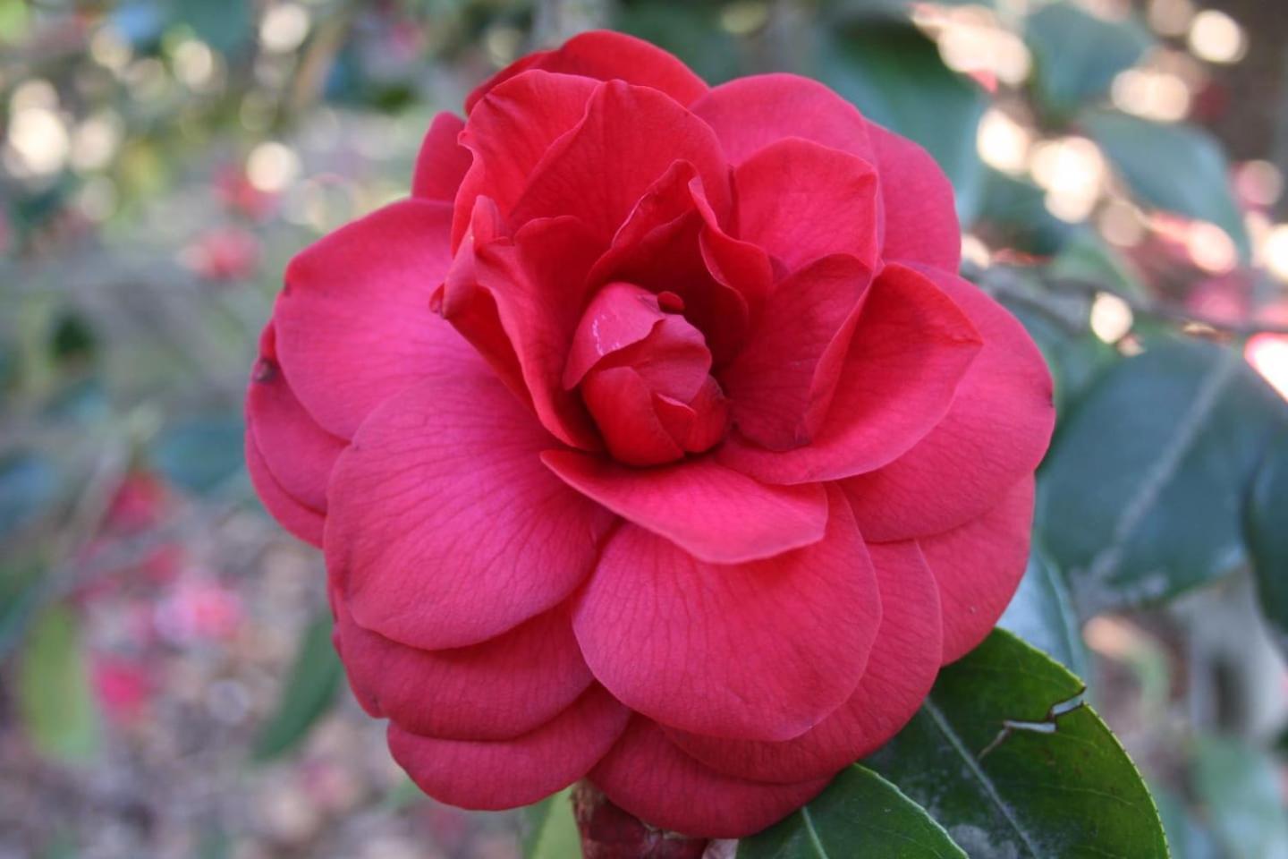 La Camelia D'Oro Apartman Oggebio Kültér fotó
