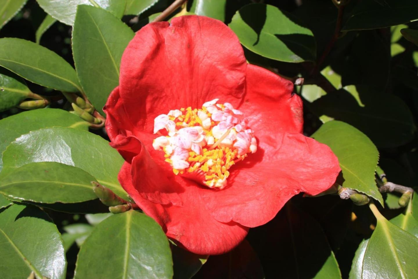 La Camelia D'Oro Apartman Oggebio Kültér fotó